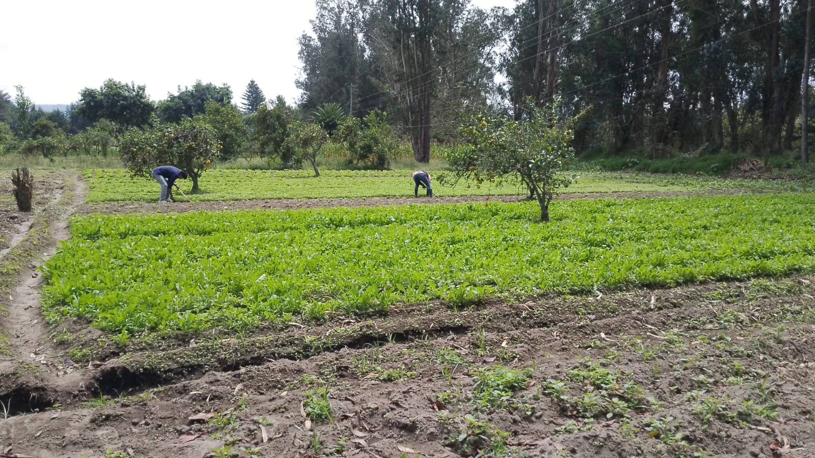 Panorama del terreno de cultivo de AGROSHADAY